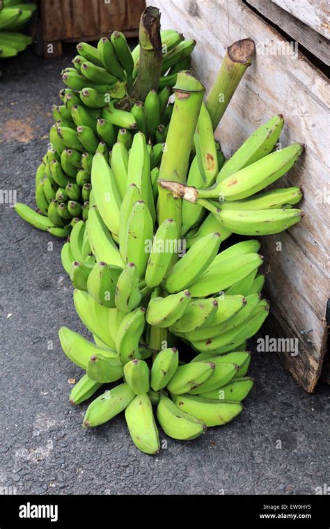 Bunch Of Green Bananas Stock Photo Alamy