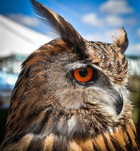 European Eagle Owl Wise Owl Birds Of Prey Seen At Emley Flickr
