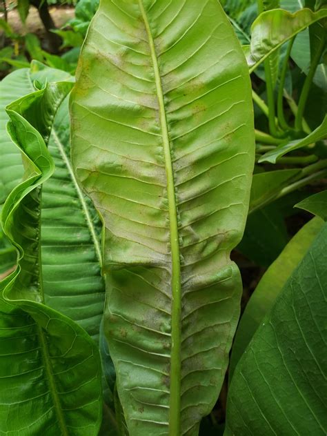 Maybe you would like to learn more about one of these? Plumeria: Powdery mildew | Symptoms of the disease vary ...