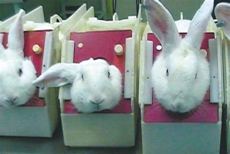 The animal testing of cosmetics and toiletries and the REACH dilemma