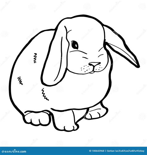 Disegno Da Colorare Coniglio Cat 27276 Coloriamo Vrogue Co
