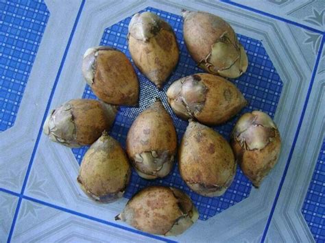 19 Best Images About Guyanese Fruits On Pinterest Pork Medical And