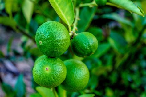 Fresh Limes On Lime Tree Free Stock Photo Public Domain Pictures