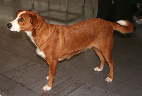 De schofthoogte van de oostenrijkse pinscher ligt tussen de 35 cm en 50 cm. Pinscher austriaco a pelo raso: Razza- Carattere ...