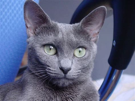 Consejos Para Cuidar Un Gato Azul Ruso Farmacia Veterinaria San Bernardo