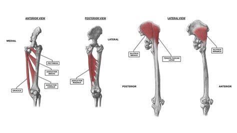 Left Hip Muscles Anatomy Hip Anatomy Yoga Hip Anatomy Yoga Anatomy