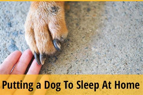How To Put A Dog To Sleep At Home Painlessly 4 Humanely Ways