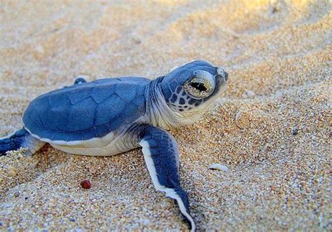 Cute Baby Sea Turtles Baby Sea Turtle Cute Baby