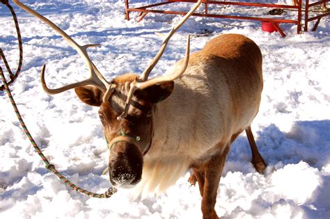 U S D A Clears Santa S Reindeer To Enter The U S Modern Farmer