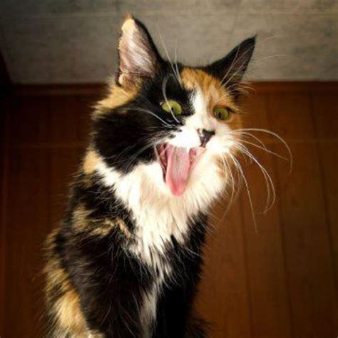 35 Popular Calico Cat Photos That You Will Love Fallinpets