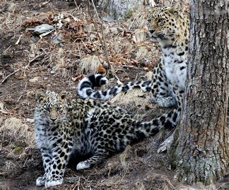 Plan To Boost Numbers Of Rarest Big Cat In The World The Amur Leopard