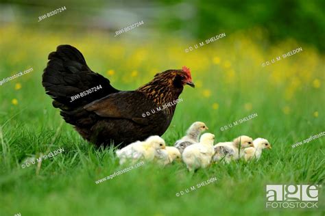 Domestic Fowl Gallus Gallus F Domestica Clucking Hen With Chicks