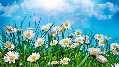 Field Of Daisies Daisies Summer Flowers Chamomile Spring Clouds