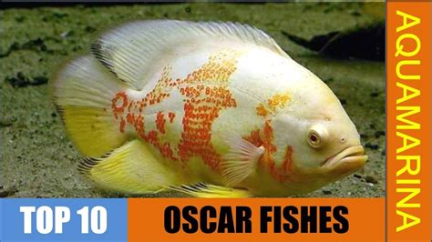 Top 10 Types Of Oscar Fish Different Varieties Of Oscar