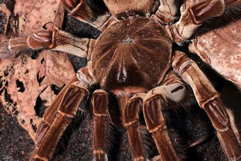 Meet The Goliath Birdeater The Largest Tarantula In The World 22 Words