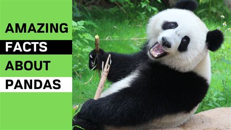 10 Amazing Facts About Pandas You Never Know Youtube