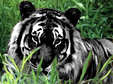 Black Tiger Animal Images