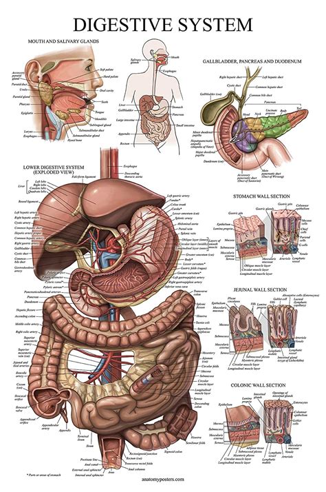 Laminated Digestive System Anatomical Chart Gastrointestinal Anatomy