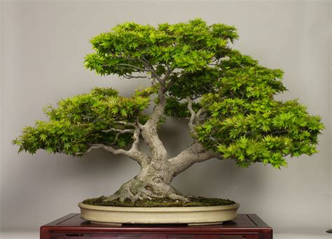 The art of bonsai 盆栽. The Omiya Bonsai Art Museum, Saitama