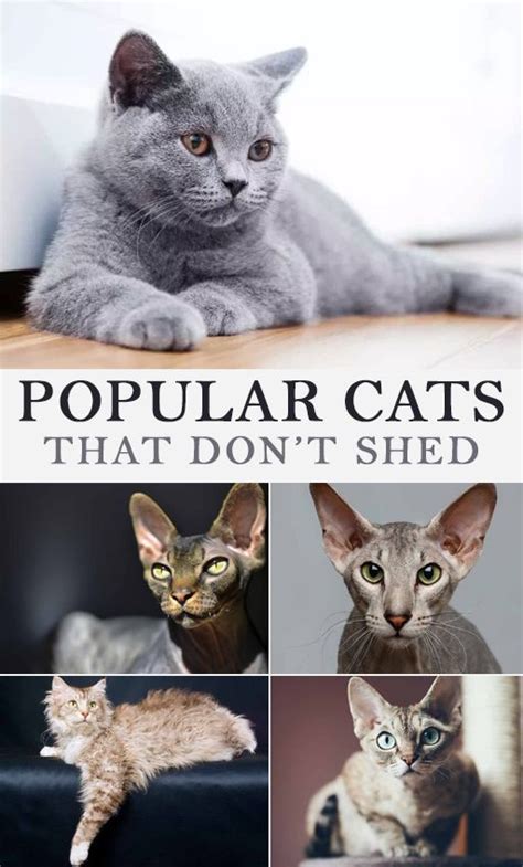 Popular Cats That Dont Shed Cute Cats And Dogs Cats That Dont Shed