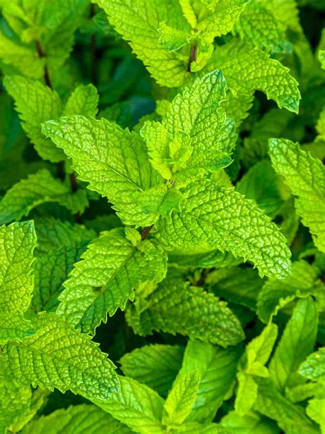 How To Grow And Care For Peppermint Plants At Home A Guide