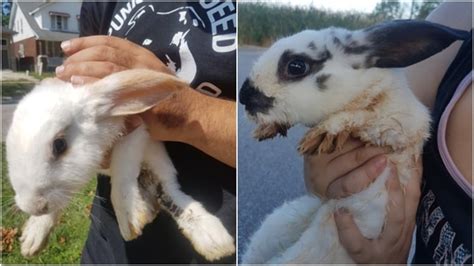 Several abandoned rabbits brought to Windsor Humane Society | CBC News