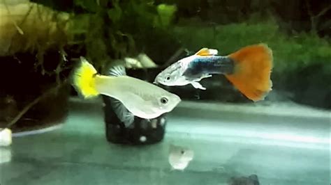 How to tell if a female guppy is pregnant?how to know when pregnant guppy female will give birth?these are the physical signs and the behavioural signs that. How to ensure female guppy will get pregnant? How to know ...