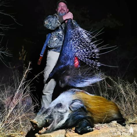 Hunting African Porcupine And Bushpig In South Africa