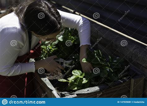 Beautiful Woman Taking Care Of Urban Vegetables Garden Stock Image Image Of Healthy Homemade