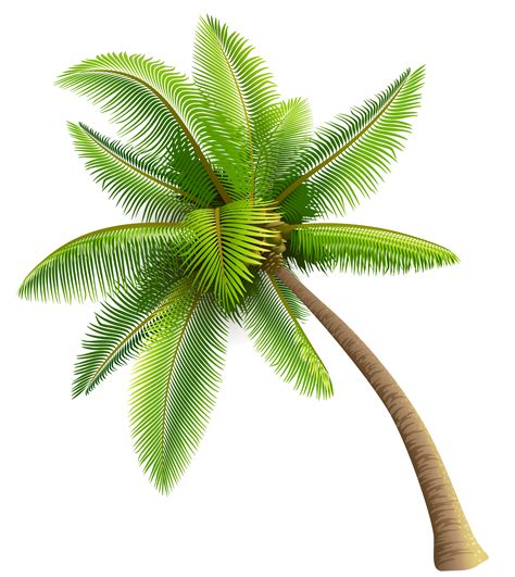 Green Palm Tree Png Clipart