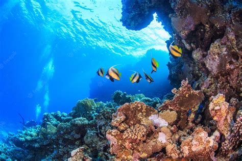 Premium Photo Coral Reefs Of The Red Sea