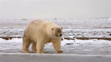 Polar Bears And Grizzlies Producing Hybrid Offspring As Arctic Melts
