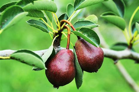 Pear Tree Varieties 🍐 Top 21 Types Of Pear Trees