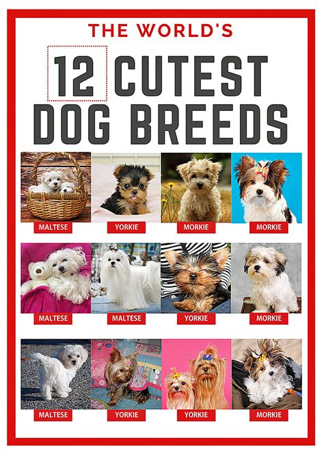 Worlds 12 Cutest Dog Breeds About Morkies