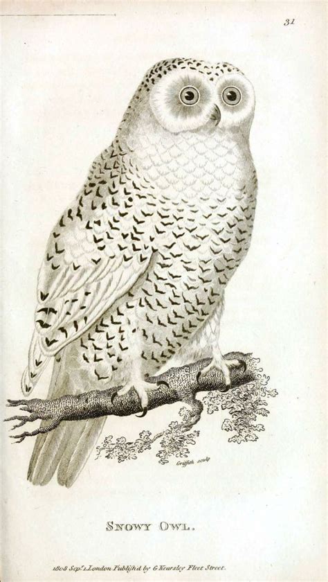 Public Domain Vintage Owl Image 14 Free Vintage Illustrations Owl