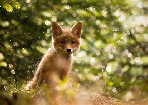 See full list on randomwordgenerator.com Random Animal Cuteness | Animal Photo