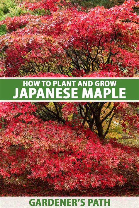 How To Grow And Care For Japanese Maple Trees Gardeners Path Kompaser