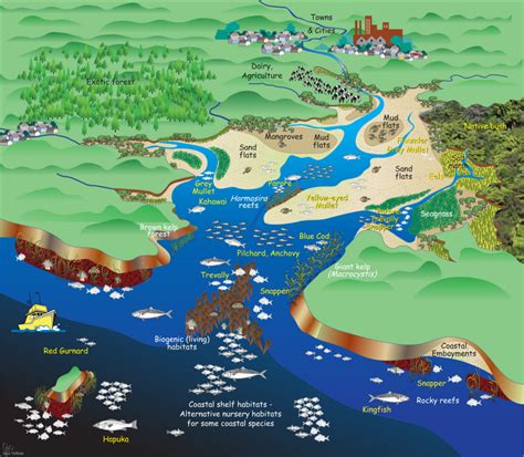 Diagram An Estuarine And Coastal System Niwa