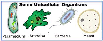 Scientists discovered all the differences between multicellular and unicellular organisms and this laid the foundation for the rest of biology to develop. What are some examples of unicellular organism? - Quora