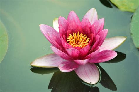 Close Up Lotus Flower Stock Image Image Of Fresh Bright 12483839