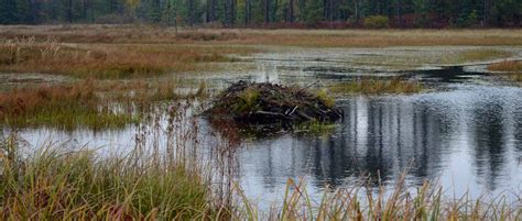 A Pond To Call Home How Beavers Pick The Best Dam Water The Wildlife