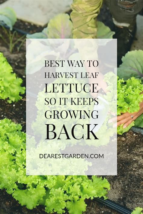 This Is The Best Way To Harvest Leaf Lettuce So It Keeps Growing Back