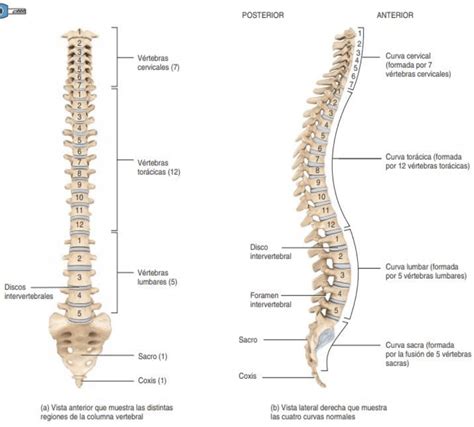 Resumen Columna vertebral Anatomía Medicina UBA Filadd