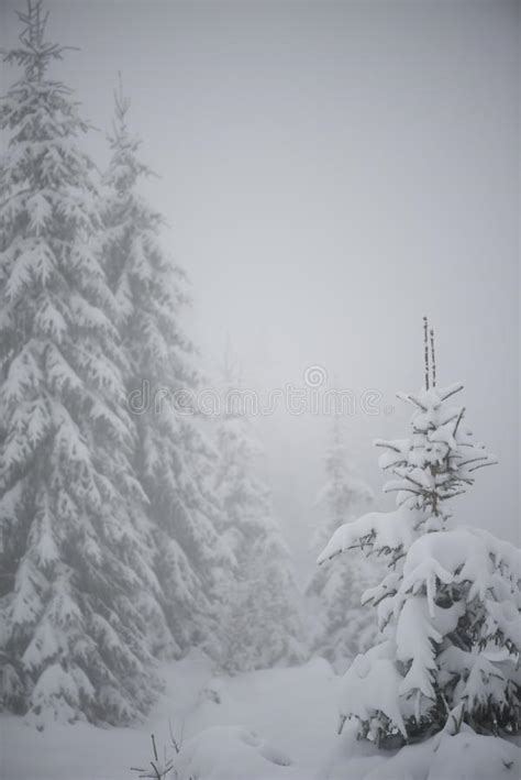 Christmas Evergreen Pine Tree Covered With Fresh Snow Stock Image