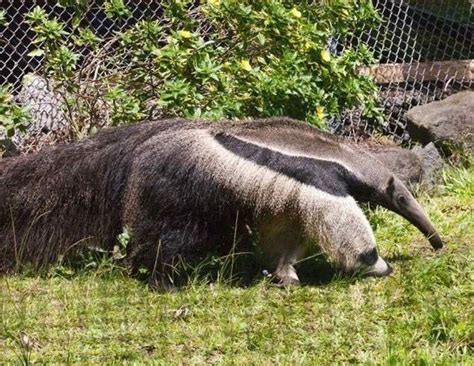 Giant Anteater Legs Look Like Pandas 4 Pics Amazing Creatures