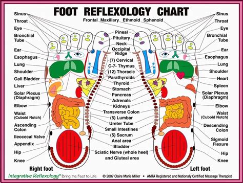 Sign In Reflexology Foot Chart Foot Reflexology Reflexology Chart