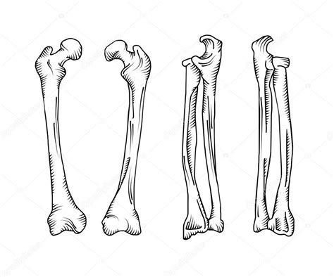 Hand Drawn Realistic Human Bones Stock Vector Image By ©vextok 120449300