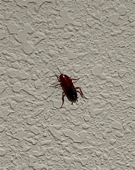 Is This A Cockroach I Found This Huge Bug Hanging Out On My Wall Last Night Its Body Was