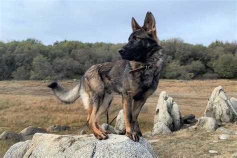 Sable German Shepherd Interesting Facts You Did Not Know