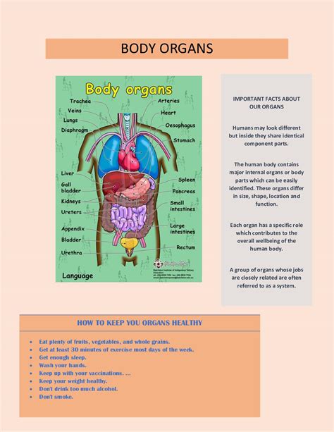 Calaméo Body Organs